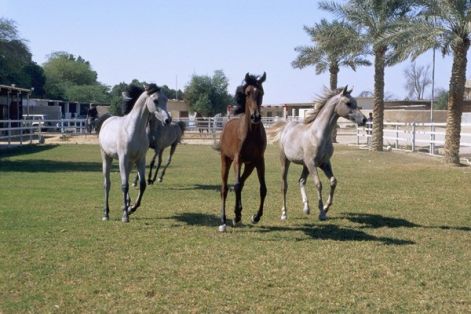 arabian_horses_in_qatar_06.jpg